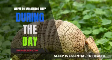 Armadillo Napping Places: Daytime Dozing and Sleeping Spots