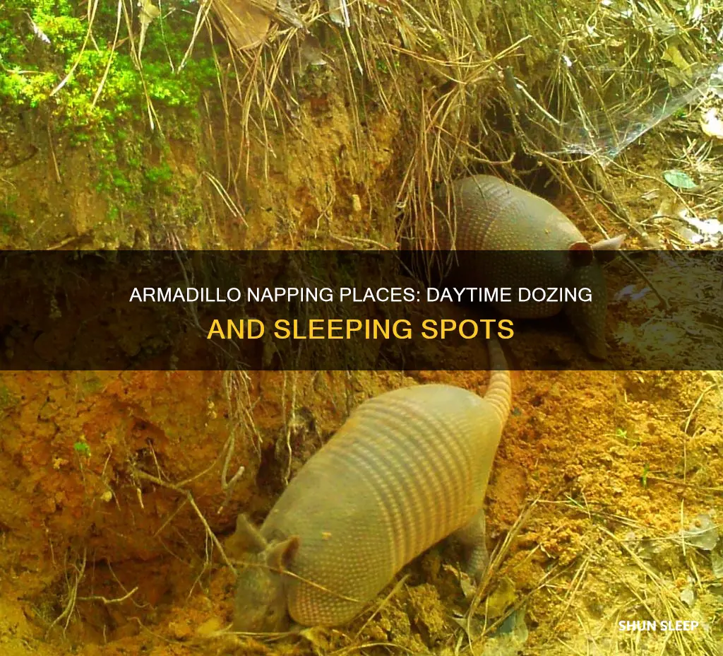 where do armadillos sleep during the day