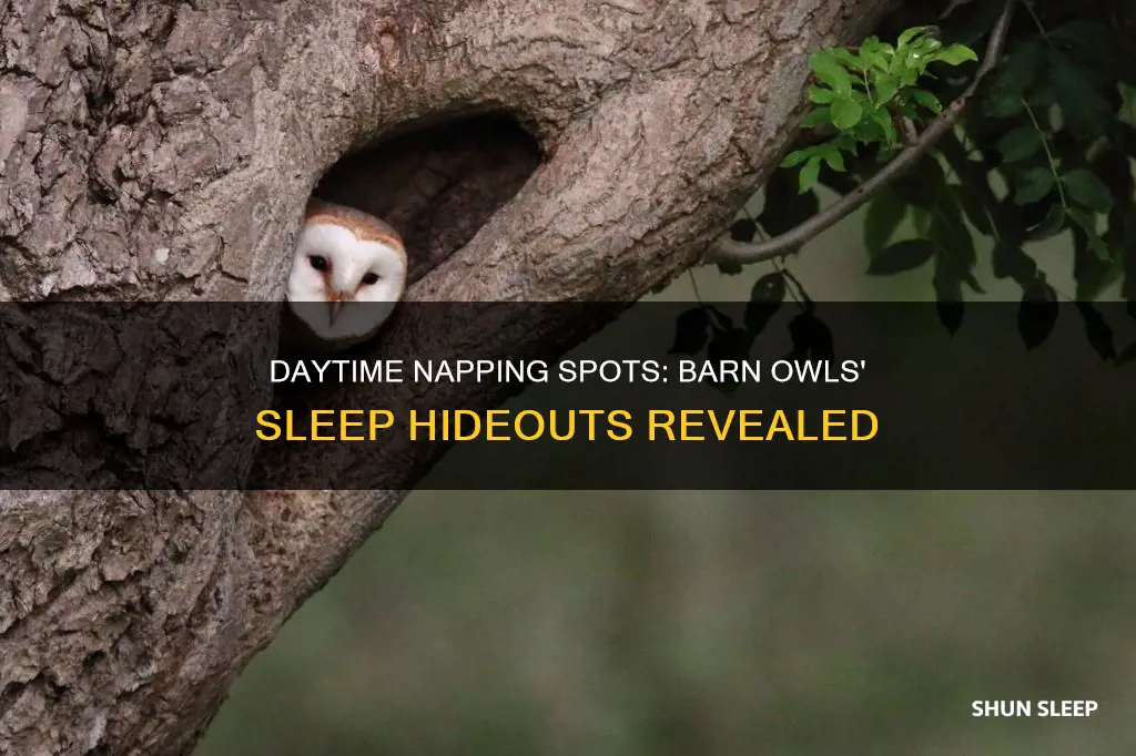 where do barn owls sleep during the day