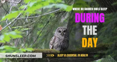 Barred Owls' Daytime Sleeping Spots: A Guide