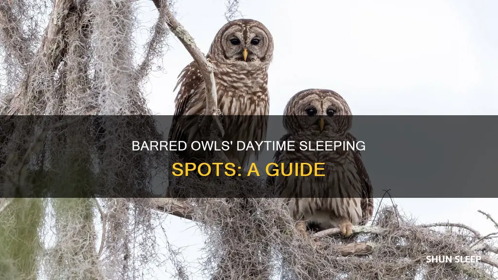 where do barred owls sleep during the day