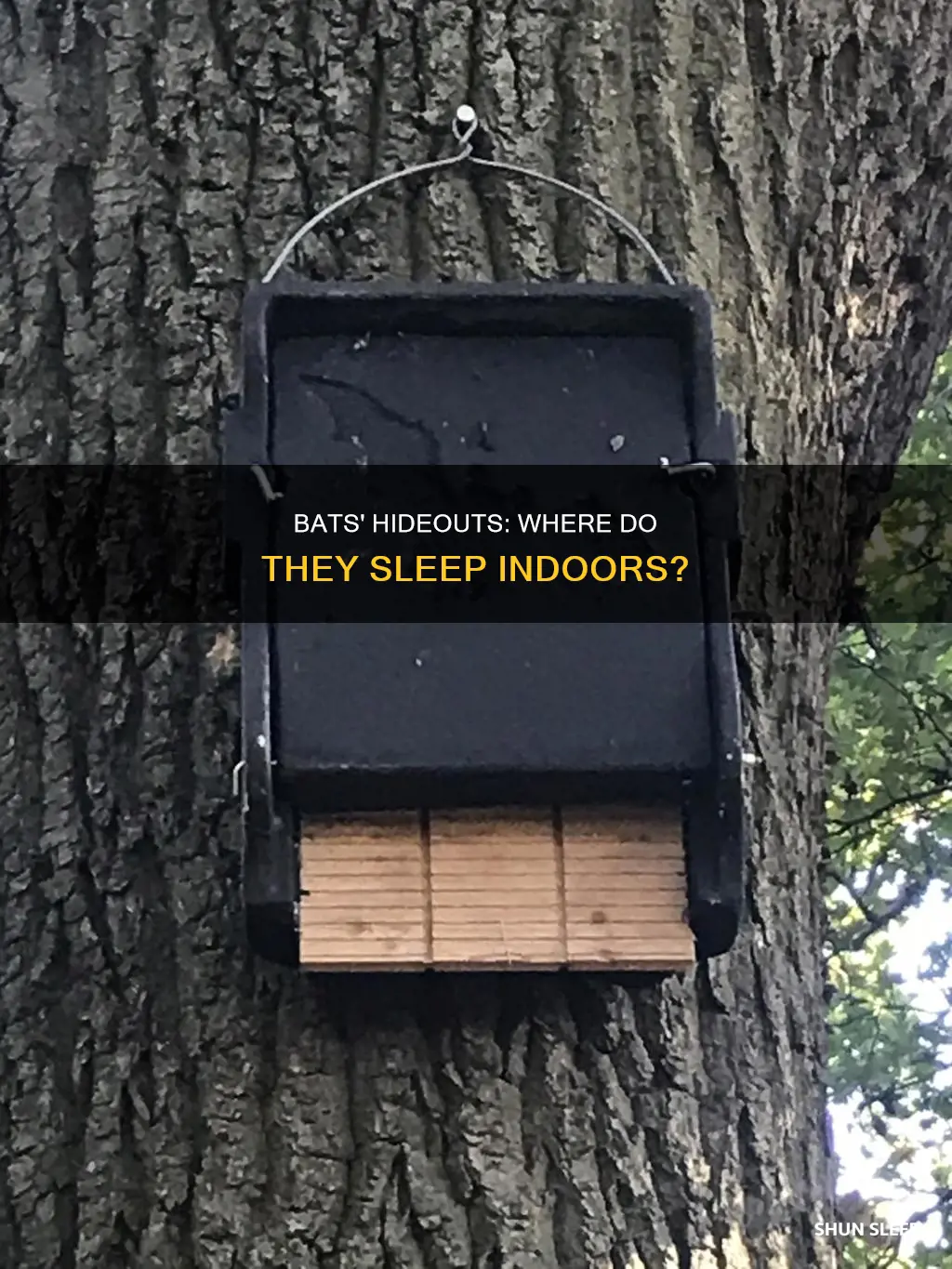 where do bats sleep during the day in a house