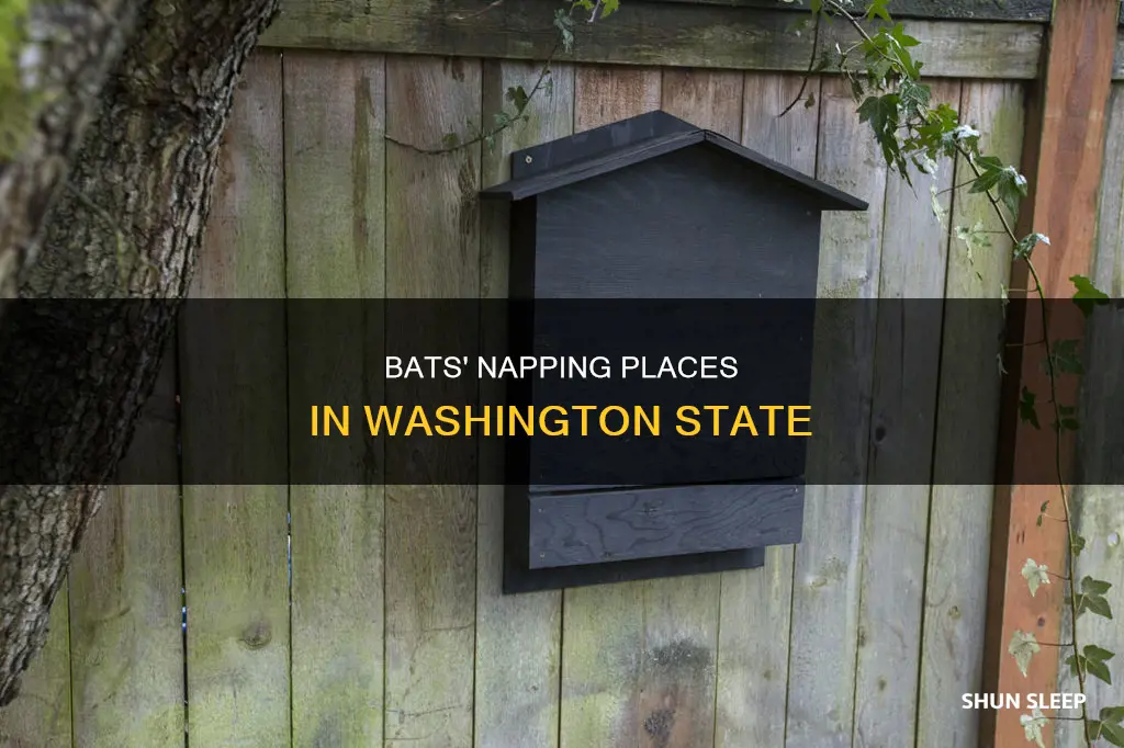 where do bats sleep during the day in washington state