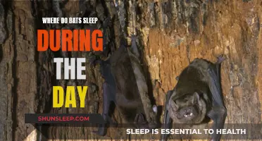 Bats' Sleeping Patterns: Daytime Naps and Nightly Flights