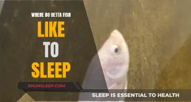 Ideal Sleeping Spots for Betta Fish