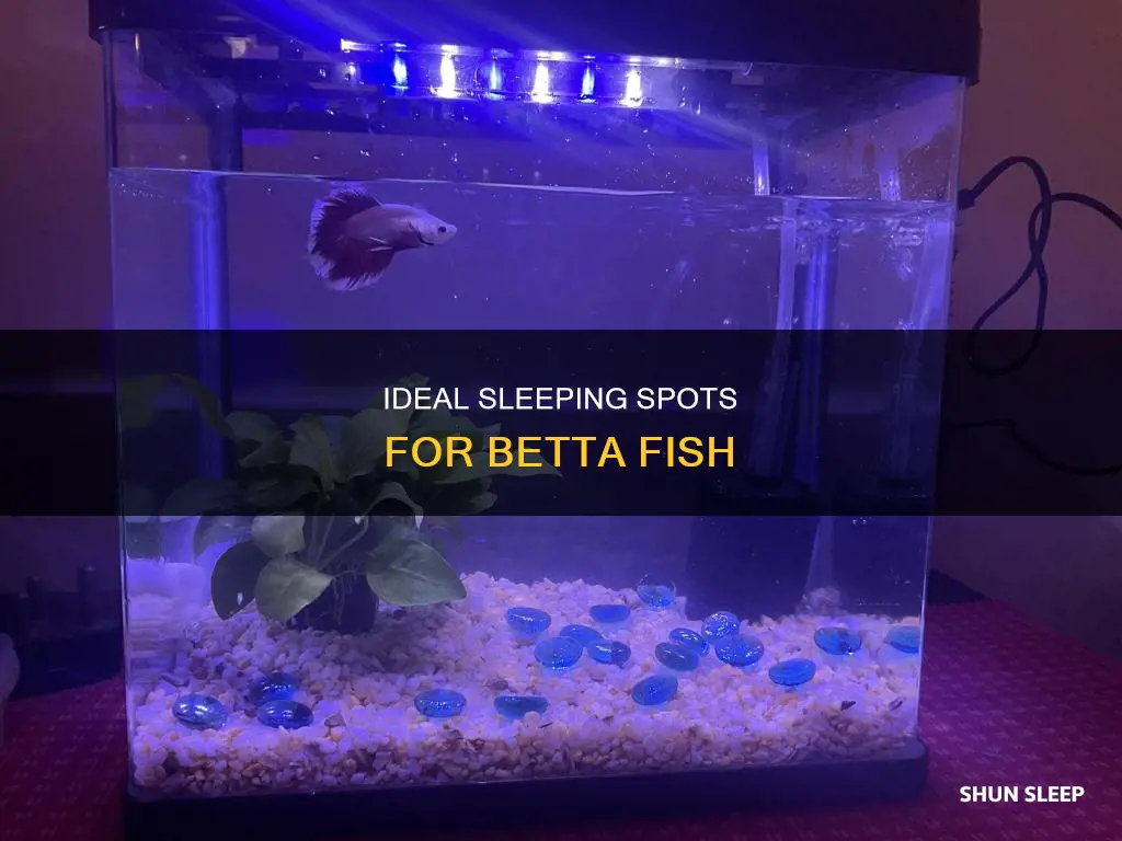 where do betta fish like to sleep