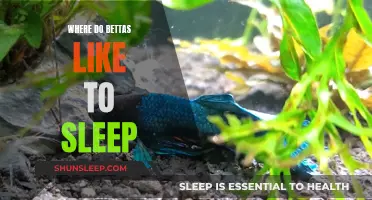Bettas' Favorite Spots for Slumber