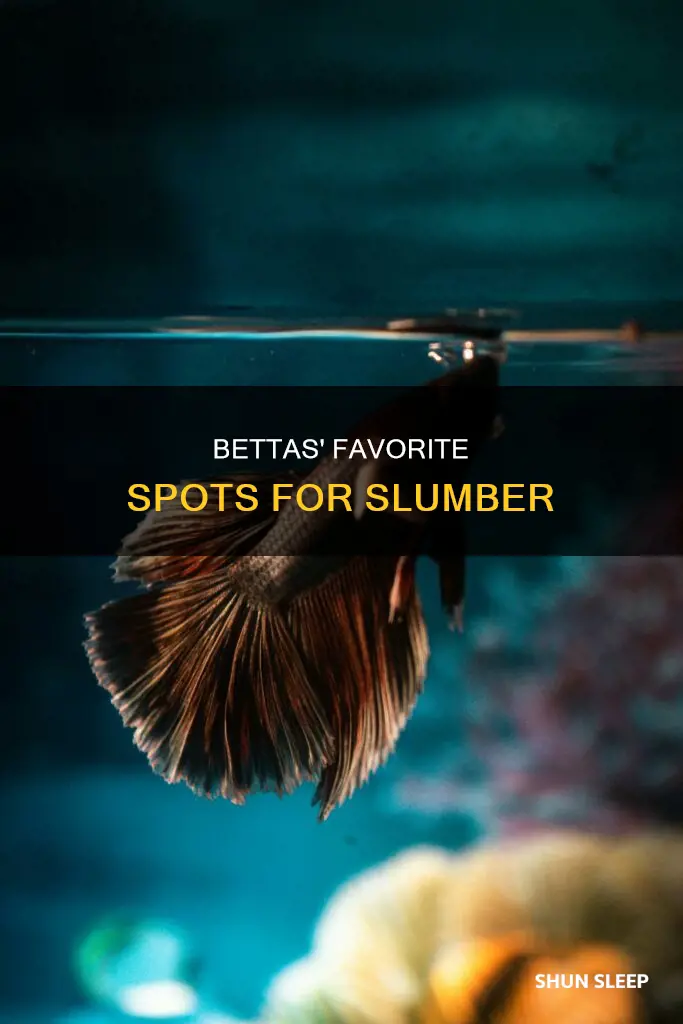 where do bettas like to sleep