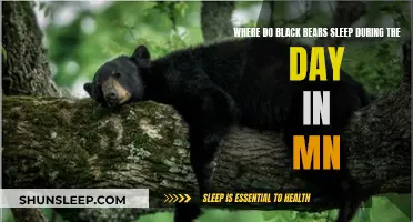 Black Bears' Napping Places in Minnesota