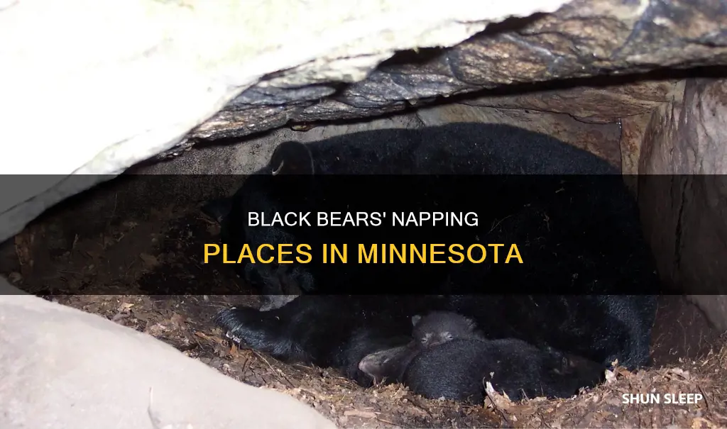 where do black bears sleep during the day in mn