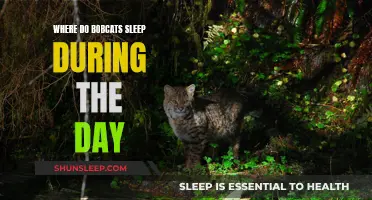 Bobcats' Napping Spots: Daytime Hideaways and Resting Places