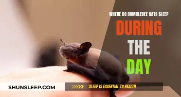 Exploring Bumblebee Bats' Daytime Slumber