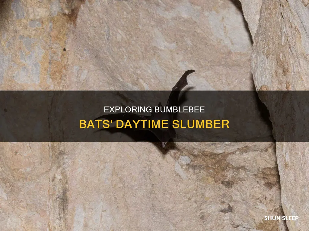 where do bumblebee bats sleep during the day