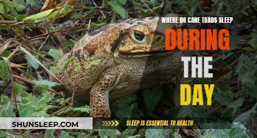 Cane Toads: Daytime Hideouts and Sleep Patterns