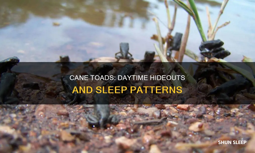 where do cane toads sleep during the day