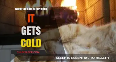 Cozy Cat Naps: Where Felines Retreat When Winter Chills Arrive