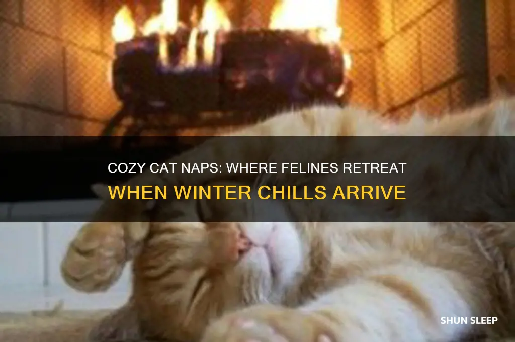where do cats sleep when it gets cold