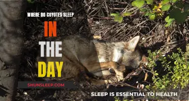 Coyote Napping Spots: Daytime Sleeping Habits Explored