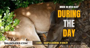 Deer Daytime Sleep: Their Preferred Napping Spots and Habits