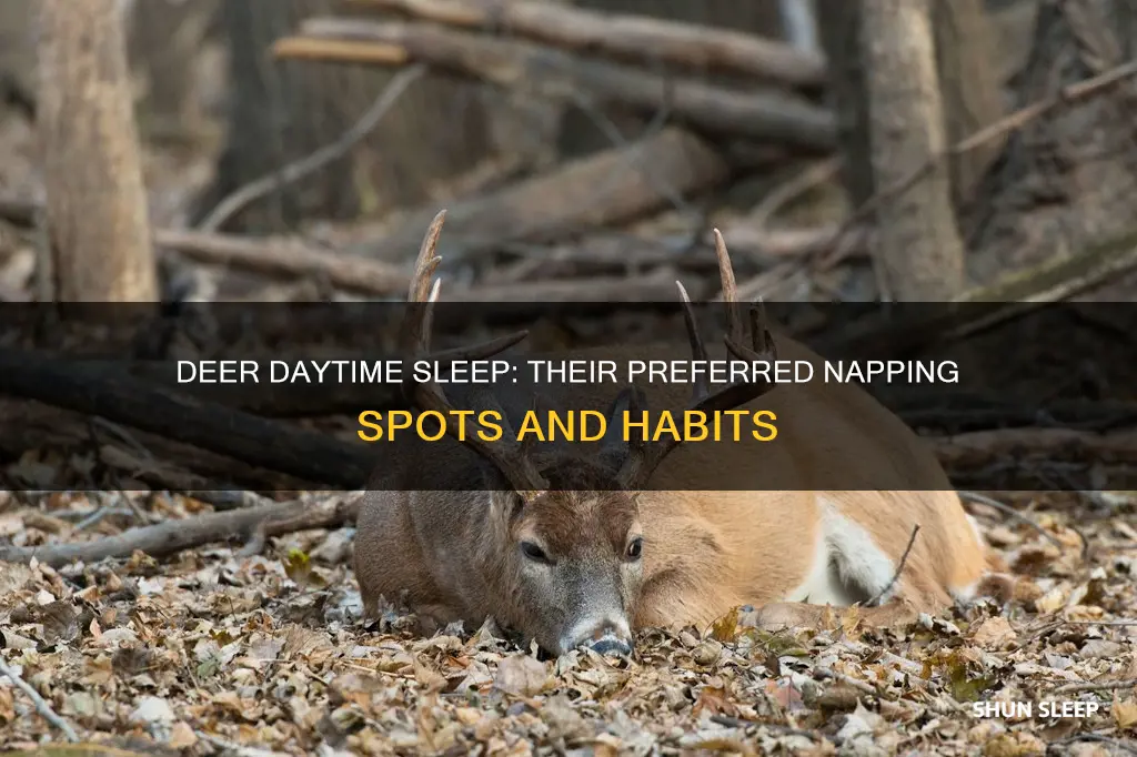 where do deer sleep during the day