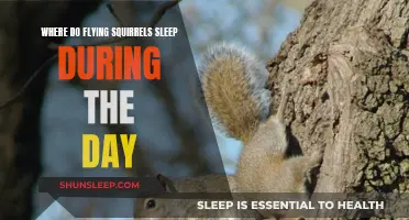 Flying Squirrels' Naptime: Where Do They Rest During the Day?