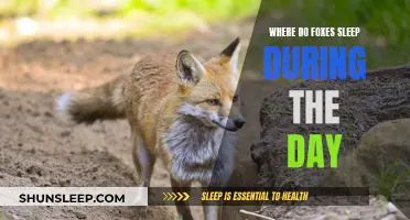 Foxes' Napping Spots: Daytime Hideaways and Resting Places