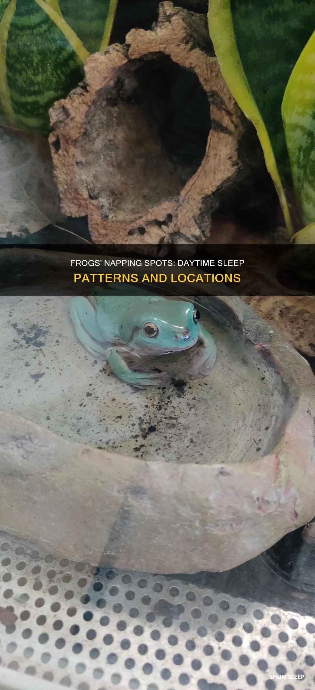 where do frogs sleep during the day