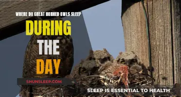 Great Horned Owls' Daytime Slumber: Where Do They Rest?