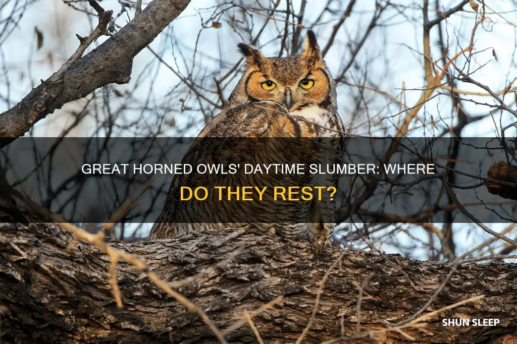 where do great horned owls sleep during the day