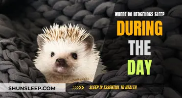 Hedgehogs' Daytime Sleep: Their Favorite Napping Spots Revealed