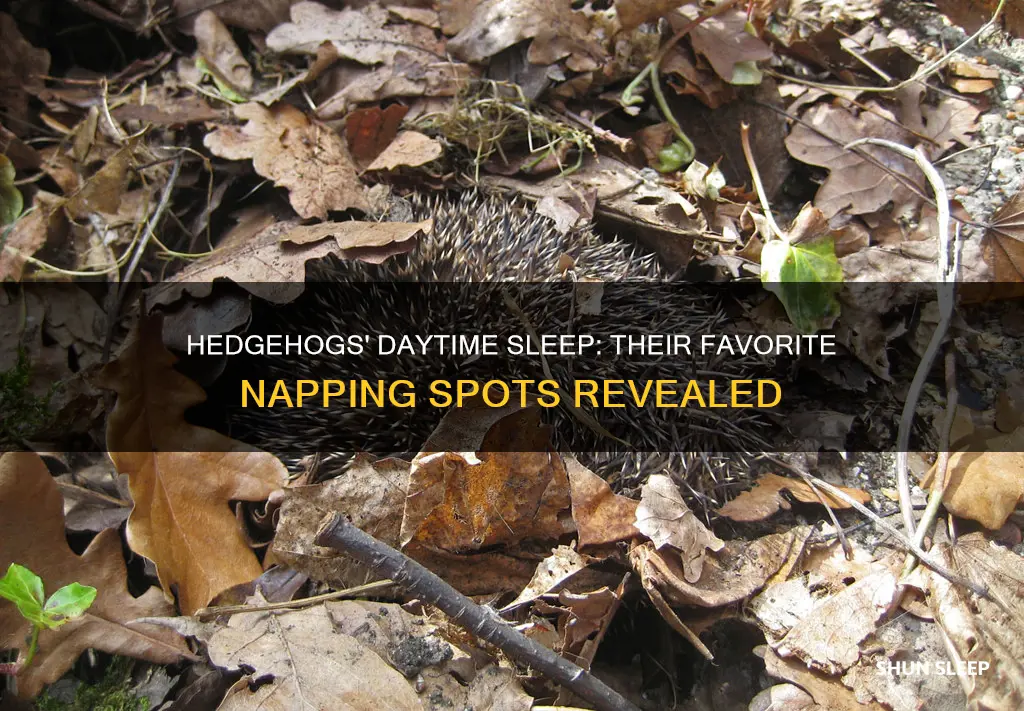 where do hedgehogs sleep during the day