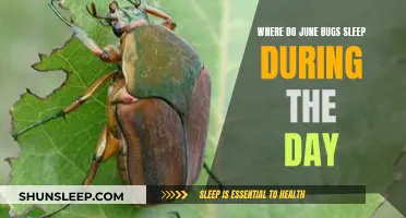 June Bugs' Daytime Slumber: Where Do They Rest?