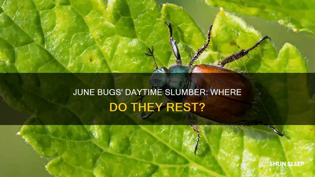 where do june bugs sleep during the day