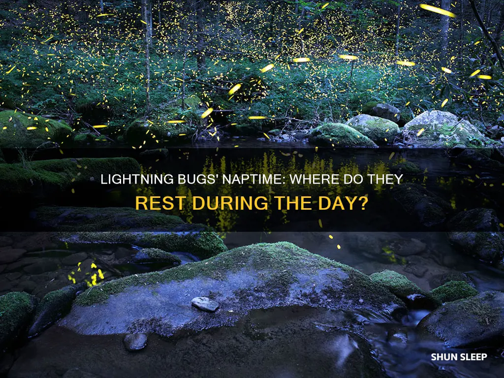 where do lightning bugs sleep during the day