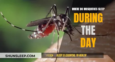 Mosquito Naps: Daytime Hideouts and Sleep Patterns