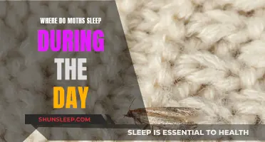 Moth Napping Places: Daytime Sleeping Spots Revealed