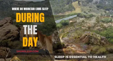 Mountain Lion Napping Spots: Daytime Hideaways and Habits