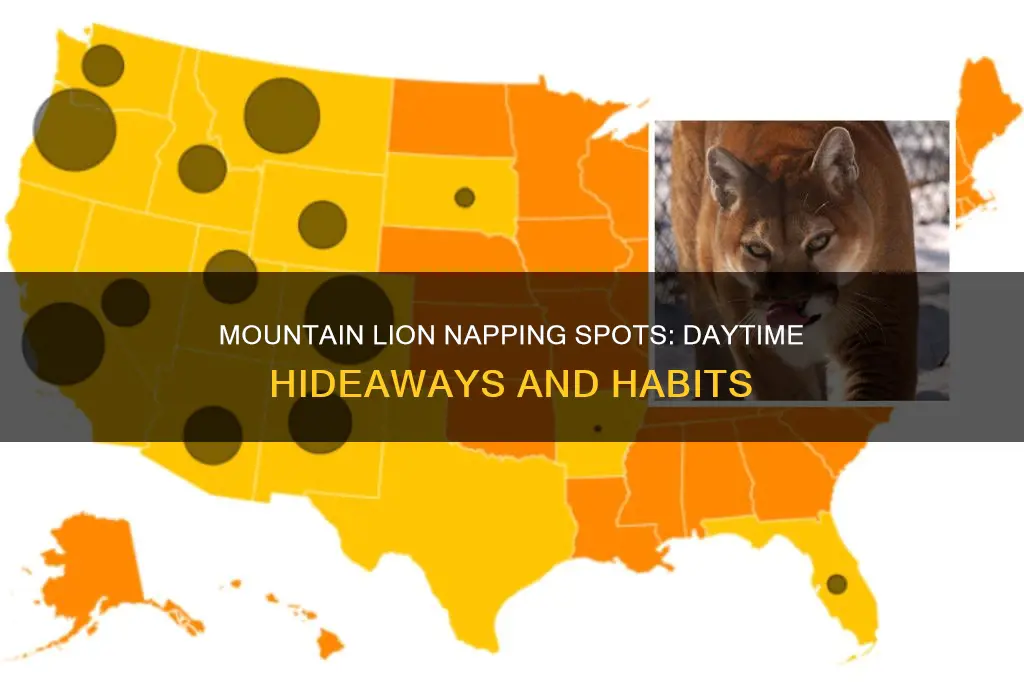 where do mountain lions sleep during the day