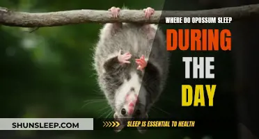 Opossum Napping Spots: Daytime Hideaways and Resting Places