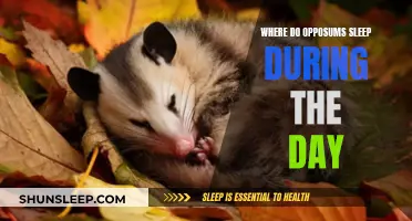 Opposums' Napping Spots: Daytime Hideaways and Resting Places