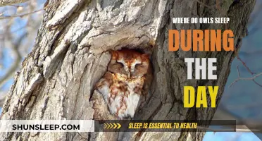 Owls' Napping Spots: Daytime Hideaways and Roosting Rituals