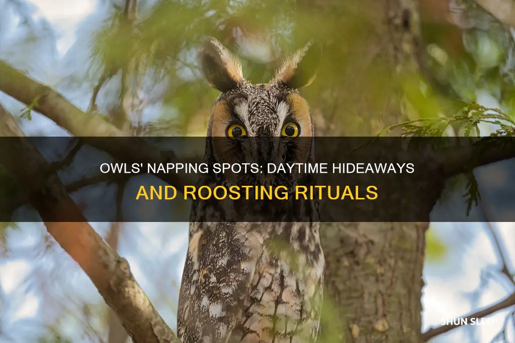 where do owls sleep during the day