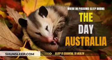 Possum Napping Places: A Guide to Their Australian Siestas