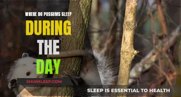 Possum Napping Places: Daytime Slumber Spots