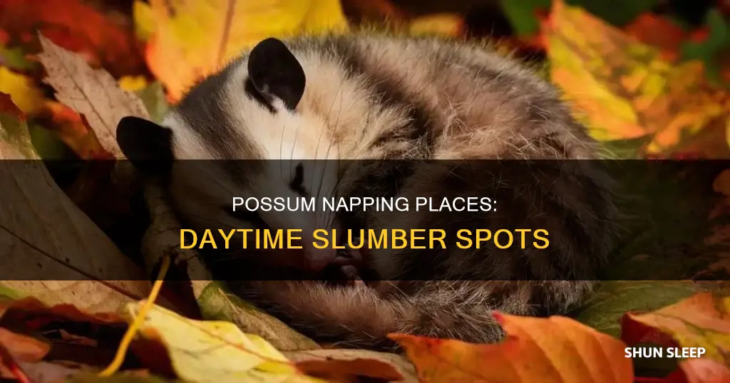 where do possums sleep during the day