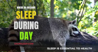 Raccoon Napping Places: Daytime Slumber Secrets