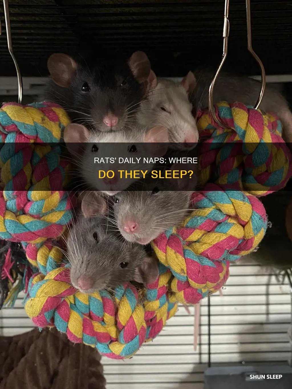 where do rats sleep during the day