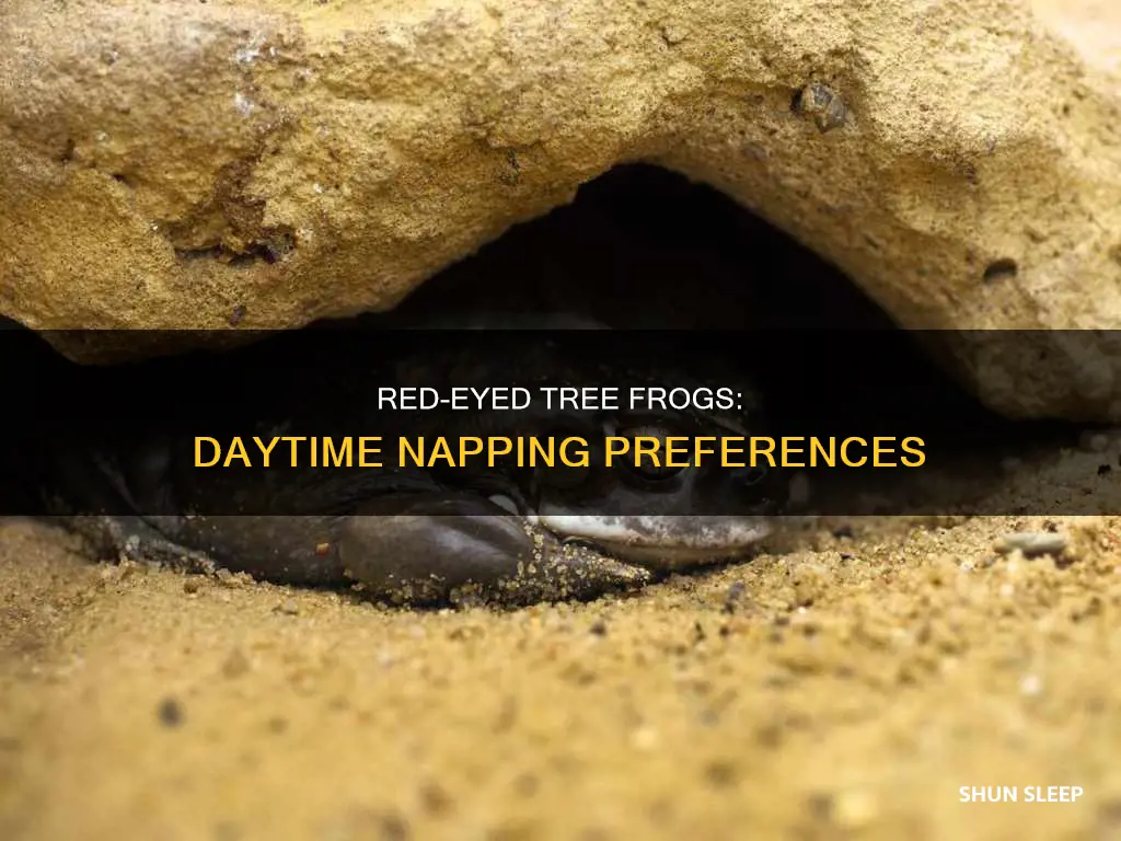 where do red eyed tree frogs sleep during the day