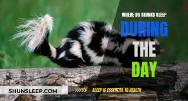 Skunk Naps: Daytime Sleeping Spots and Habits