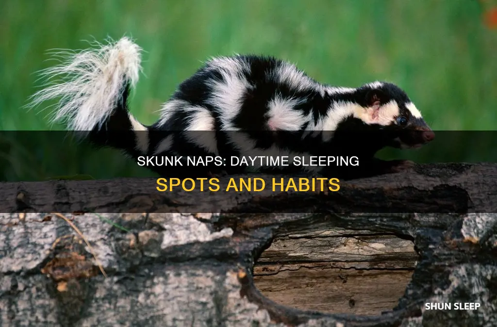 where do skunks sleep during the day